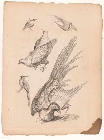 Zes kínai vogels Verschillende kínai vogels (sorozat címe) Különböző kínai madárfajok könyve (sorozat címe) alkotó: Gabriel Huquier (attributed to)