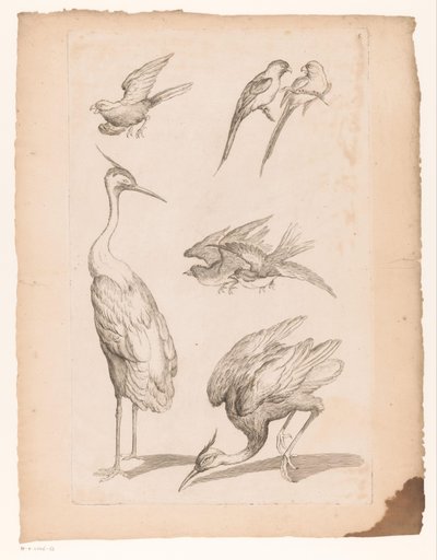 Hét kínai madár, köztük gémek és gémek Különféle kínai madarak (sorozat címe) Livre des differentes éspeces d