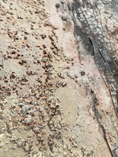  alkotó: Gabriela Aleksandra Szuba