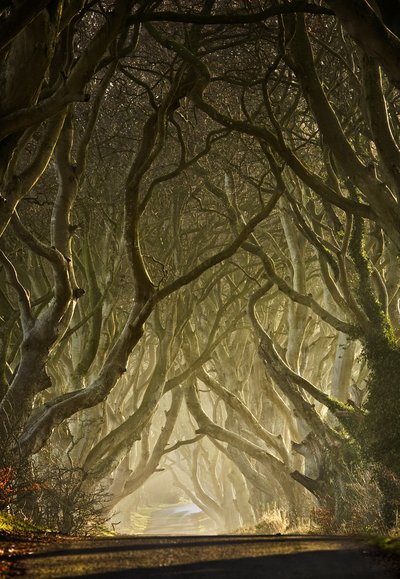 A varázslatos faalagút alkotó: Gary McParland