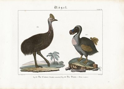 Cassowary és Dodo alkotó: Georg Bretzing