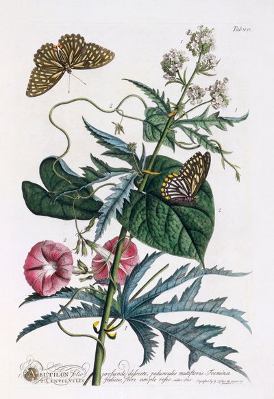 1. Abutilon, 2. Convolvulus, c. 1748-as kézzel színezett metszet. alkotó: "Georg Dionysius Ehret