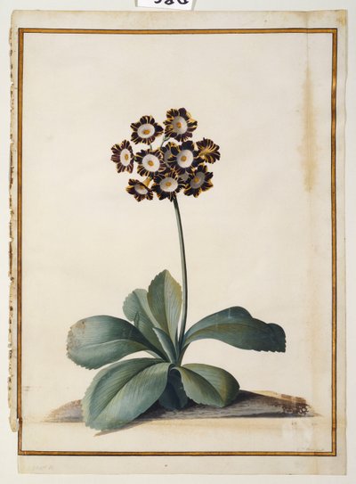 Lila Tarka Auricula alkotó: Georg Dionysius Ehret