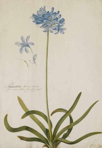 Agapanthus, alkotó: Georg Dionysius Ehret