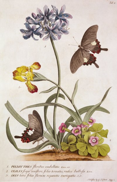 Agapanthus africanus, Iris variegata és egy Oxalis faj, a Plantae and Papiliones Rarioresből, 1749 alkotó: Georg Dionysius Ehret