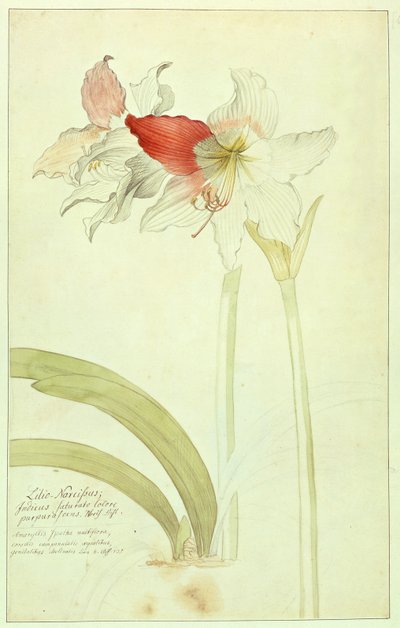 Amaryllis: Lilio-Narcissus, Indicus alkotó: Georg Dionysius Ehret