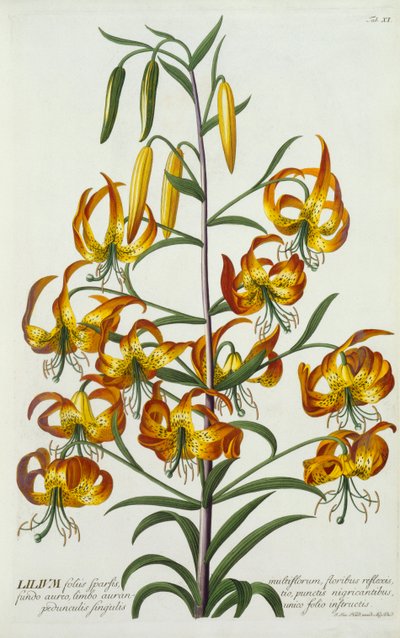 Amerikai töröksapkás Lily, c. 1740-es kézzel színezett metszet. alkotó: "Georg Dionysius Ehret