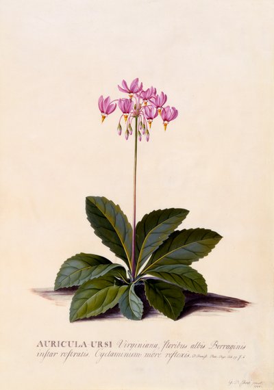 Auricula Ursi Shooting Star, c. 1744-es kézzel színezett metszet. alkotó: "Georg Dionysius Ehret