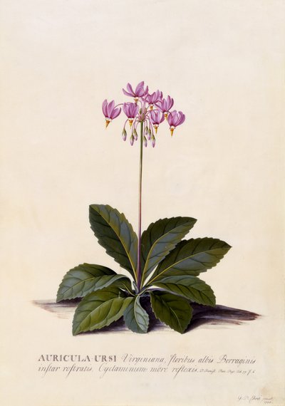 Auricula ursi, Shooting Star, 1744 körül (kézzel színezett metszet) alkotó: Georg Dionysius Ehret