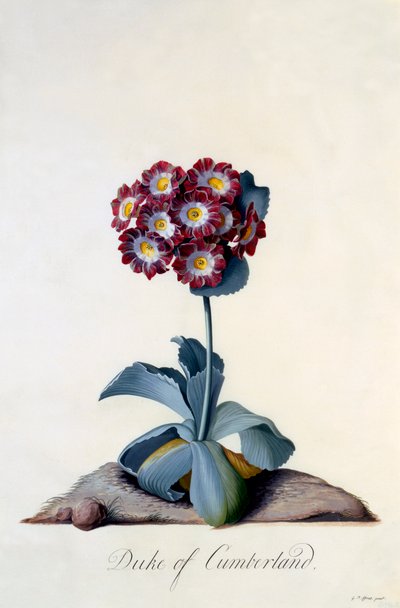Auricula Cumberland hercege c. 1743-as kézzel színezett metszet. alkotó: "Georg Dionysius Ehret