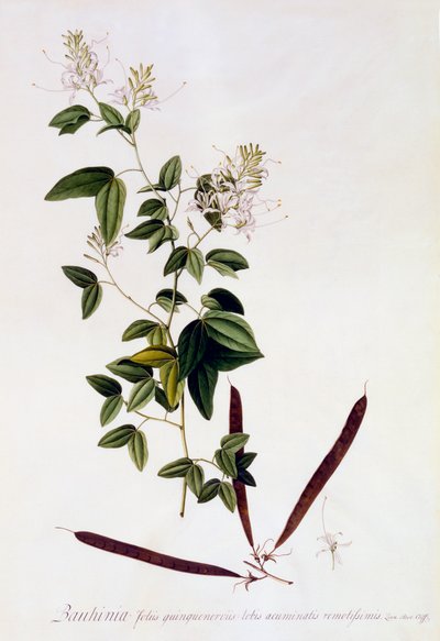 Bauhinia, c. 1745-ös kézzel színezett metszet. alkotó: "Georg Dionysius Ehret