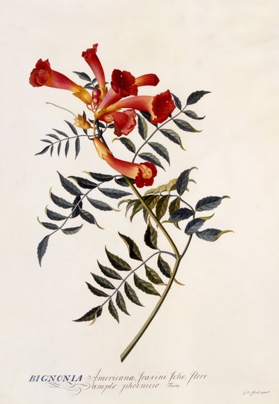 Bignonia Americana, 1743 körül (kézzel színezett metszet) alkotó: Georg Dionysius Ehret