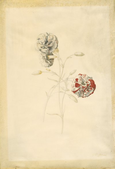 Szegfű alkotó: Georg Dionysius Ehret