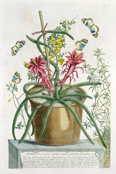Cereus Minimus, 1745 körül (színes litó) alkotó: Georg Dionysius Ehret