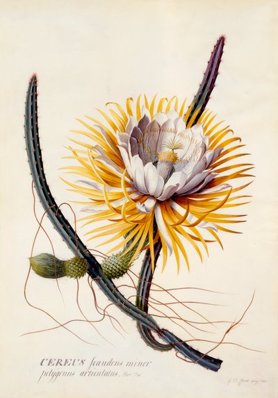 Cereus az éjszaka királynője, c. 1744-es kézzel színezett metszet. alkotó: "Georg Dionysius Ehret