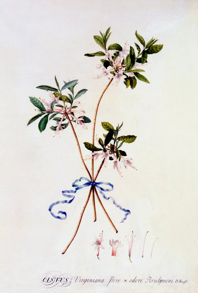 Cistus Virginiana, c. 1743-as kézzel színezett metszet. alkotó: "Georg Dionysius Ehret