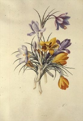 Crocus alkotó: Georg Dionysius Ehret