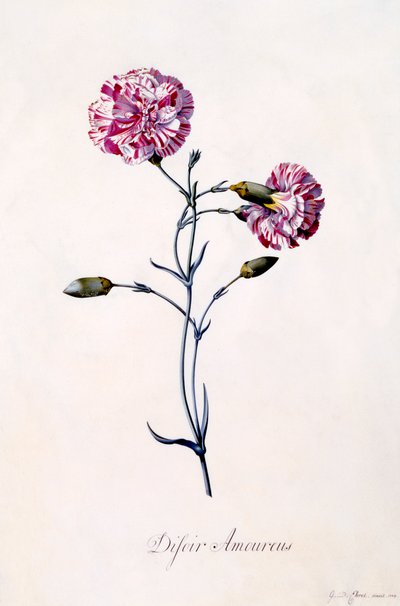 Difor Amourius szegfű, c. 1745-ös kézzel színezett metszet. alkotó: "Georg Dionysius Ehret