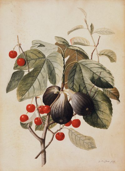 Füge és cseresznye, 1747 alkotó: Georg Dionysius Ehret