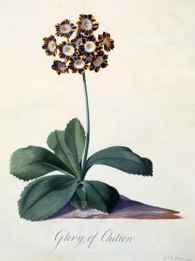 Chilton dicsősége c. 1745-ös kézzel színezett metszet. alkotó: "Georg Dionysius Ehret