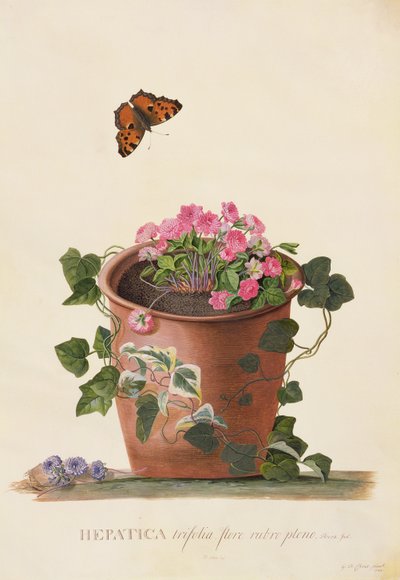 Hepatica trifolia (Nobilis), 1745 (guache, pergamen) alkotó: Georg Dionysius Ehret