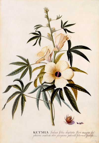 Ketmia, c. 1742-es kézzel színezett metszet. alkotó: "Georg Dionysius Ehret