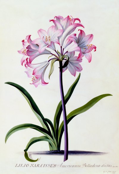 Lilio Narcissus, c. 1744-es kézzel színezett metszet. alkotó: "Georg Dionysius Ehret