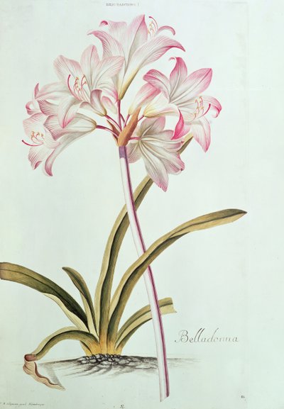 Liliom: Lilium belladonna, (12. kép) Trew