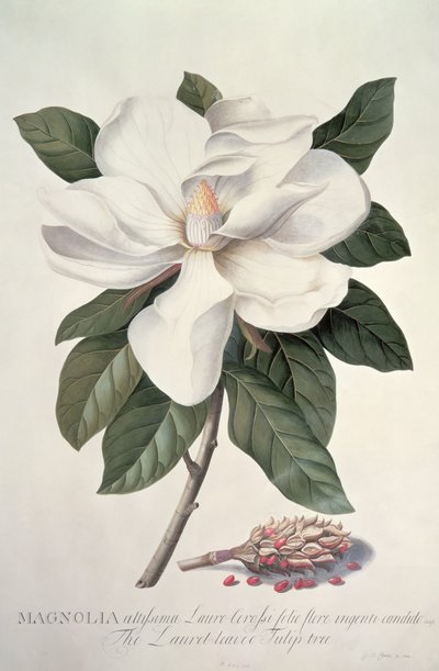 Magnólia alkotó: Georg Dionysius Ehret