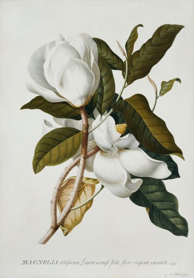 Magnólia, alkotó: Georg Dionysius Ehret