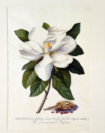 Magnolia Grandiflora, c. 1743-as kézzel színezett metszet. alkotó: "Georg Dionysius Ehret