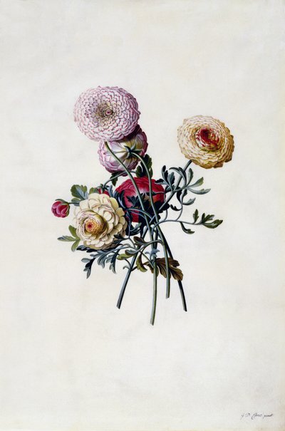 Vegyes Ranunculas, 1743 körül (kézzel színezett metszet) alkotó: Georg Dionysius Ehret