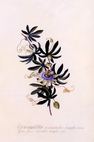 Passiflora Granadilla, c. 1745-ös kézzel színezett metszet. alkotó: "Georg Dionysius Ehret