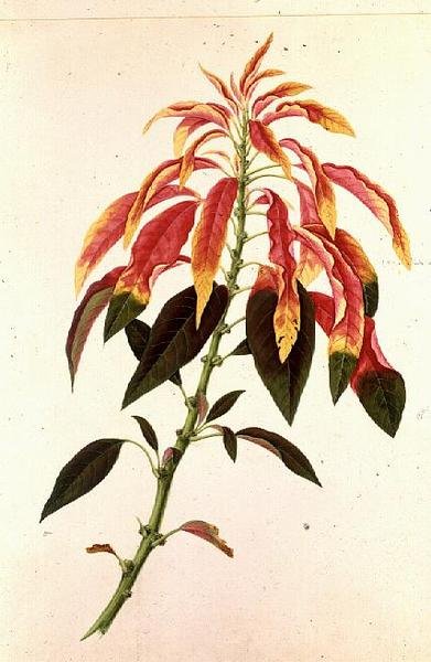 Pieris alkotó: Georg Dionysius Ehret