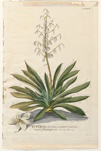 Válogatott növények 37 - Yucca. alkotó: Georg Dionysius Ehret