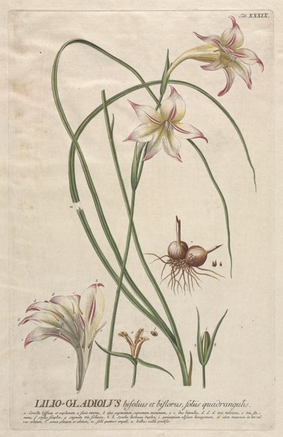 Válogatott növények 39 - Lilio-Gladiolus. alkotó: Georg Dionysius Ehret