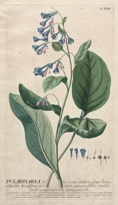 Válogatott növények 42 - Pulmonaria. alkotó: Georg Dionysius Ehret