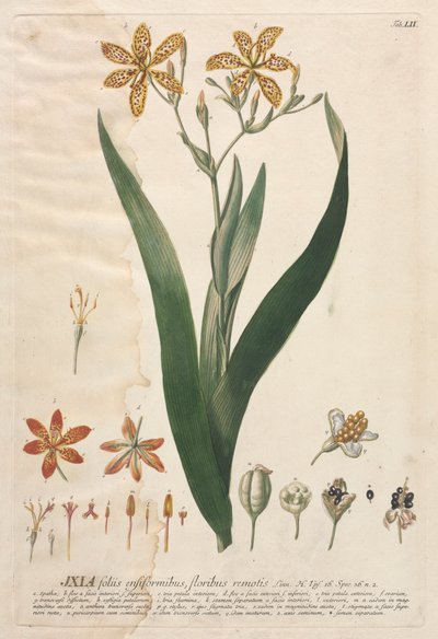 Válogatott növények 52 - Ixia. alkotó: Georg Dionysius Ehret