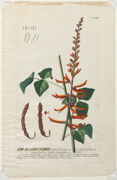 Válogatott növények 58 - Corallodendron. alkotó: Georg Dionysius Ehret