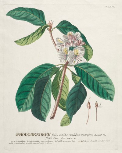 Válogatott növények 66 - Rhododendron. alkotó: Georg Dionysius Ehret