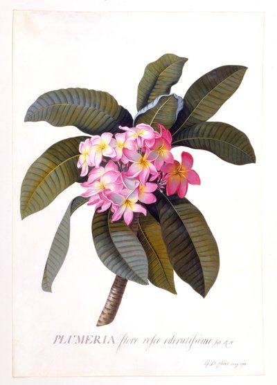 Plumeria, c 1744, kézzel színezett metszet. alkotó: "Georg Dionysius Ehret