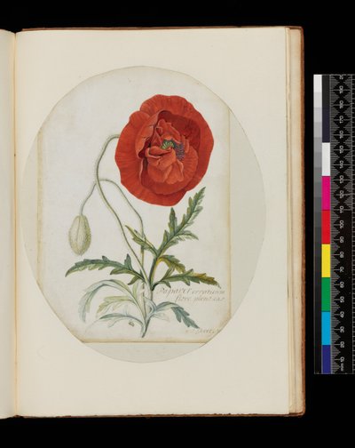 Mák (Papaver erraticum), 1772 (ceruza, wc és testszín pergamen) alkotó: Georg Dionysius Ehret
