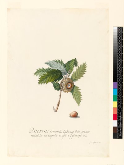 Quercus Orientalis, 1742 (wc és testszín pergamen) alkotó: Georg Dionysius Ehret