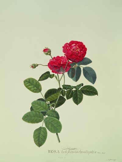 Rosa: Holoferica multiplex (Park Parádé) alkotó: Georg Dionysius Ehret