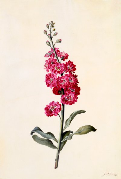 Stock Matthiola Incana, c. 1746-os kézzel színezett metszet. alkotó: "Georg Dionysius Ehret
