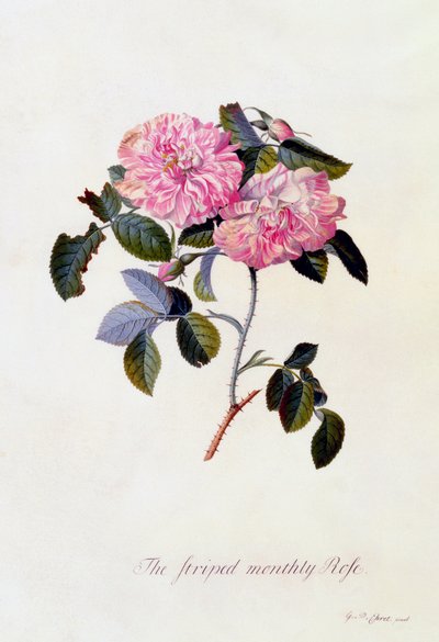 A csíkos havi rózsa c. 1745-ös kézzel színezett metszet. alkotó: "Georg Dionysius Ehret