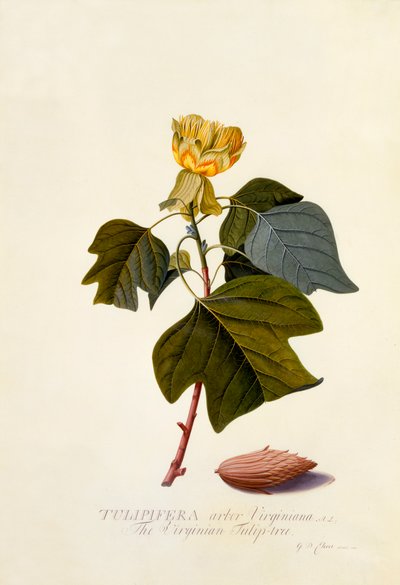 A virginiai tulipánfa, kb. 1743-as kézzel színezett metszet. alkotó: "Georg Dionysius Ehret