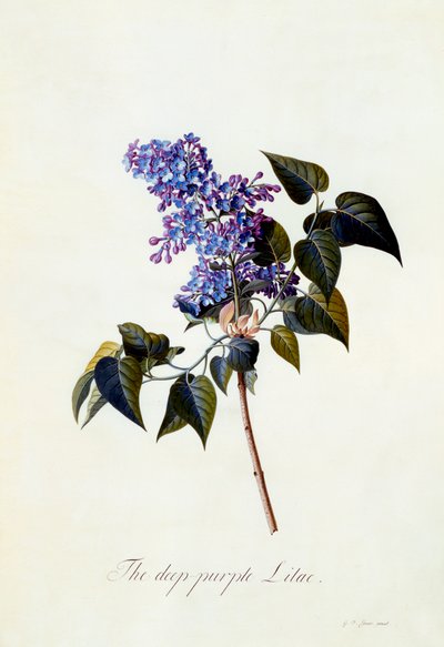 A mélylila lila. alkotó: "Georg Dionysius Ehret