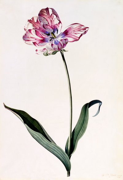 Tulipán, c. 1745-ös kézzel színezett metszet. alkotó: "Georg Dionysius Ehret