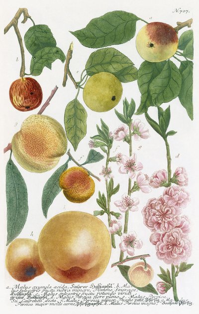 Különféle almák alkotó: Georg Dionysius Ehret